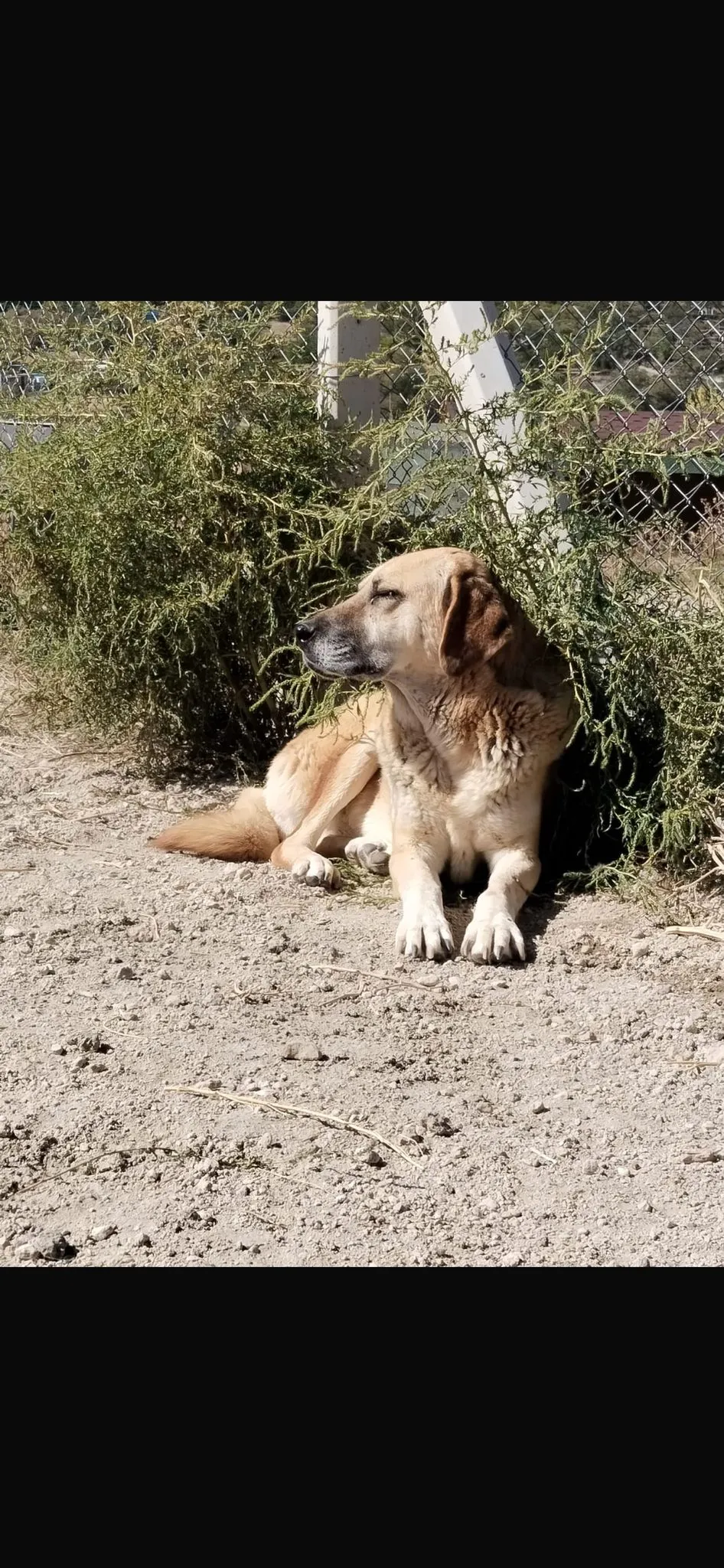 Kangal Kırması