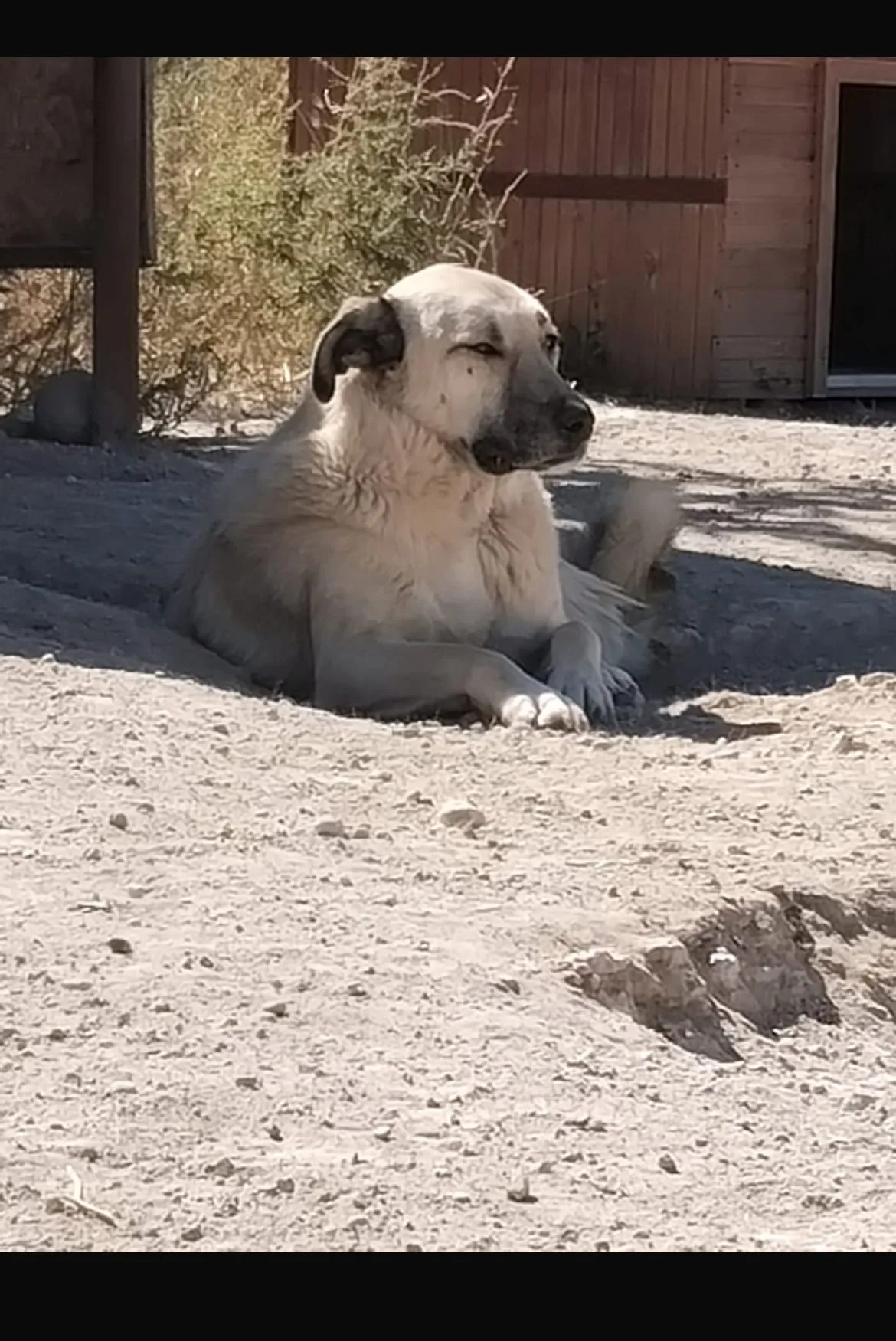 Kangal Kırması