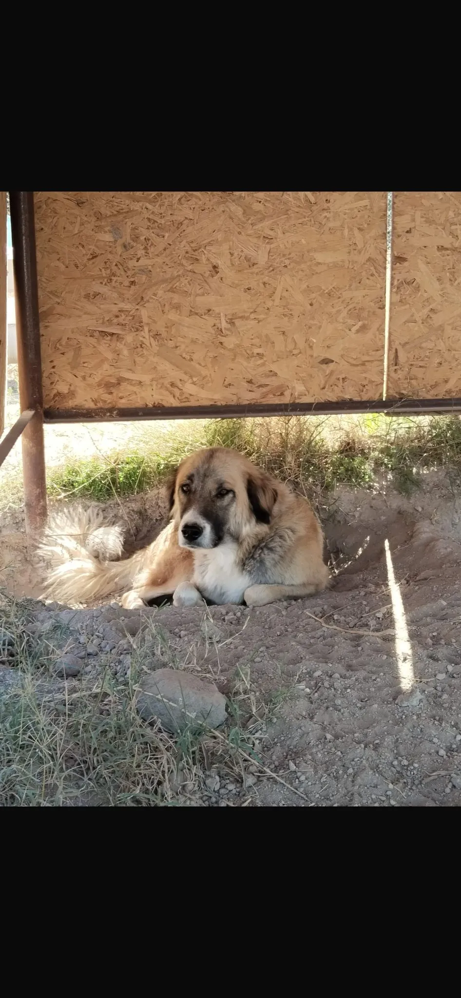 Kangal Kırması