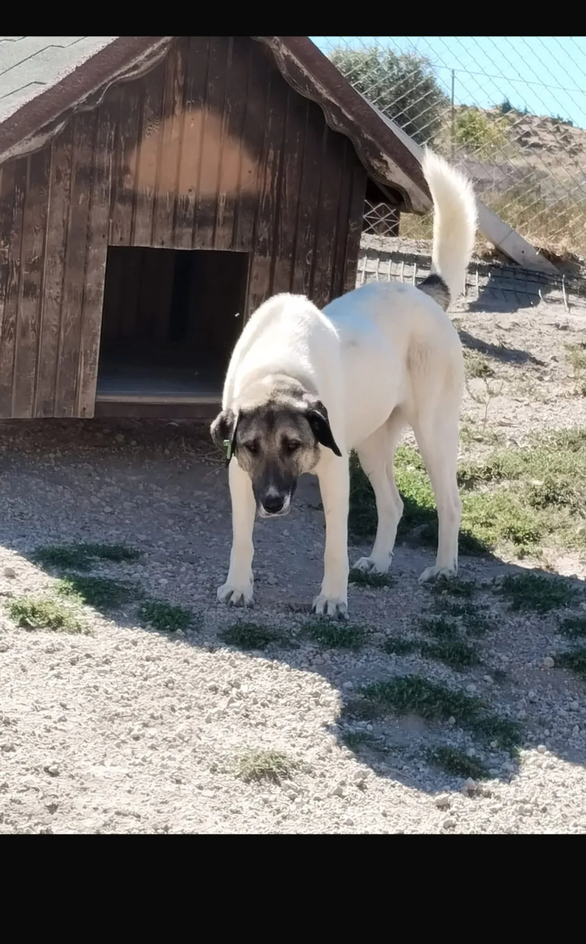 Kangal Kırması